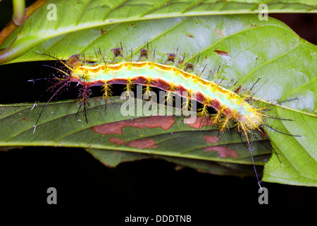 Brightly coloured hairy caterpillar on a leaf in the rainforest, Ecuador Stock Photo