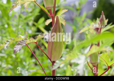 Short Red okra (Abelmoschus esculentus) Stock Photo