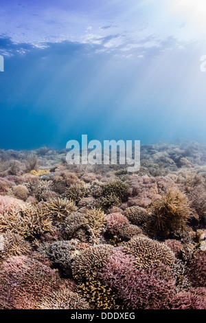 Sunrays illuminate multi colored hard corals on a tropical reef Stock Photo