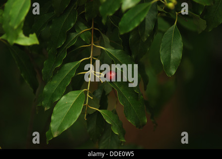 Sandalwood leaves and fruit Stock Photo