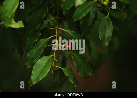 Sandalwood leaves and fruit Stock Photo