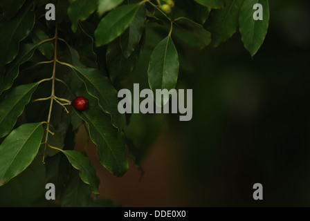 Sandalwood leaves and fruit Stock Photo