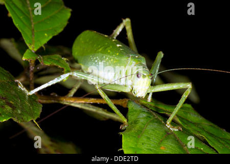A big green bush cricket in the rainforest, Ecuador Stock Photo