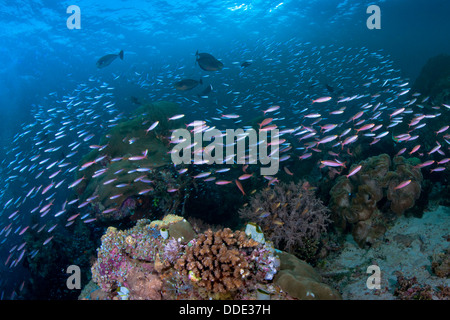 School of bluestreak fusilier form a swirl around coral reef. Raja Ampat, Indonesia. Stock Photo