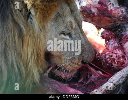 lion eating on a buffalo kill, portrait Stock Photo