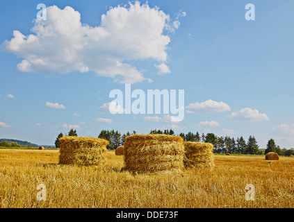 Harvest field with straw vertical rolls in summer. Blue sky. Green forest Stock Photo