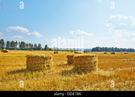 Hay vertical rolls on harvest field. Sunny day. Stock Photo