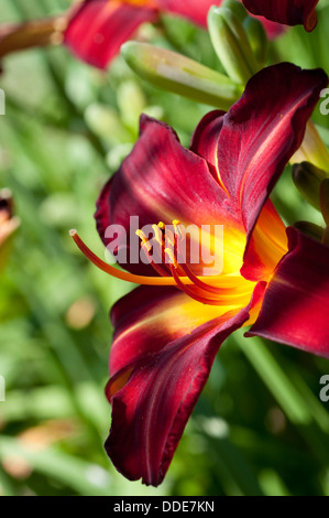 Lily flower Stock Photo
