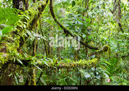 Epiphytes (ferns and moss) growing on branches in the rainforest interior, Ecuador Stock Photo