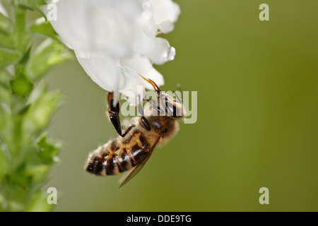 European honey bee collecting nectar. Scientific name: Apis mellifera. Stock Photo