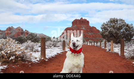 White German Shepherd wearing bell collar on the Bell Rock Path, with Bell Rock in the distance Stock Photo