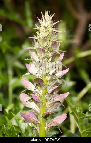 Herbacious Acanthus Spinosus photographed in a Sussex Garden