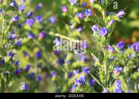 Bumble bee collecting nectar on Viper's Bugloss (Blueweed), Echium vulgare. Location: Male Karpaty, Slovakia. Stock Photo