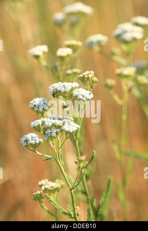 White flowers of Common yarrow (Achillea millefolium). Location: Male Karpaty, Slovakia. Stock Photo