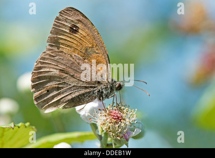 Meadow Brown-Maniola jurtina butterfly. Uk Stock Photo