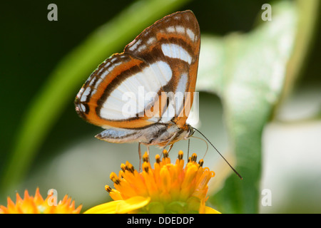 Beautiful Irenea Metalmark (Thisbe irenea) butterfly feeding on a flower Stock Photo