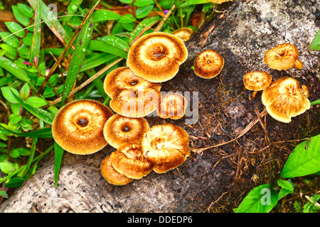 Macro shot of wild mushrooms on a fallen tree branch Stock Photo