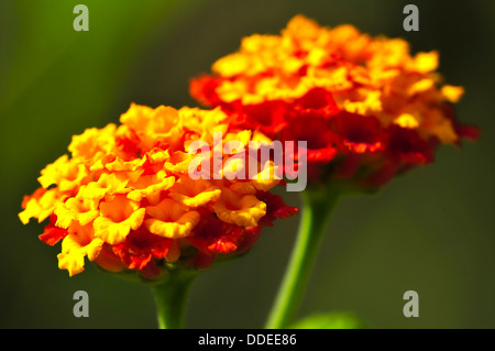 Two small wild flowers with bright vibrant colors Stock Photo