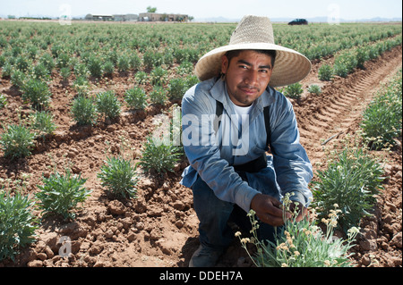 Guayule, rubber plant in the field , Maricopa Arizona Stock Photo