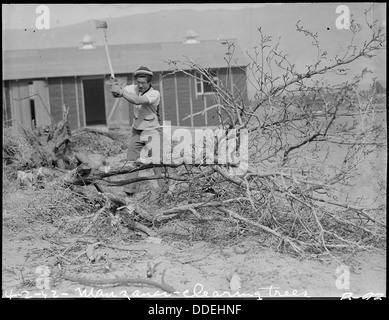 Manzanar Relocation Center, Manzanar, California. Clearing the ground at this War Relocation Author . . . 536842 Stock Photo