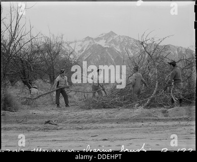 Manzanar Relocation Center, Manzanar, California. Evacuees clearing brush to enlarge this War Reloc . . . 536870 Stock Photo