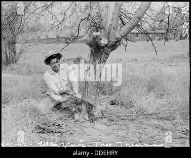 Manzanar Relocation Center, Manzanar, California. Clearing the grounds at this War Relocation Autho . . . 536841 Stock Photo