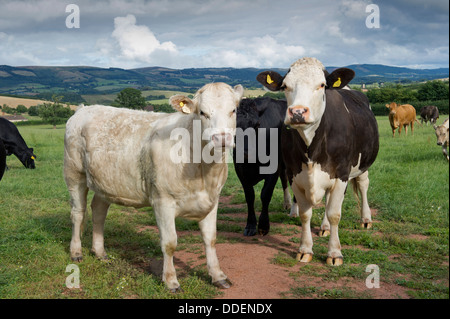 Healthy cattle in a field on a farm in Monksilver,Somerset,UK,in a badger cull test area.a UK countryside cows TB 'Bovine TB' Stock Photo