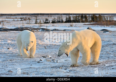 Two polar bears (Ursus maritimus) quarreling and threatening on frozen tundra at sunset, Churchill, Manitoba, Canada. Stock Photo