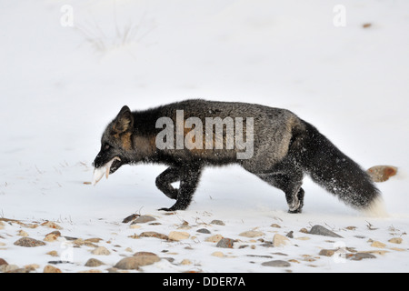 Red fox (Vulpes vulpes) walking in snow with black fur and his caught starfish, Churchill, Manitoba, Canada.