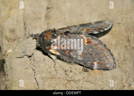 Iron Prominent Moth - Notodonta dromedarius Stock Photo