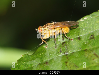 Yellow or Golden Dung Fly (Scatophaga stercoraria) Stock Photo