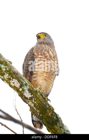 Roadside Hawk (Buteo magnirostris) perched on a tree branch Stock Photo