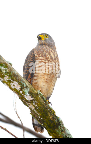 A Roadside Hawk (Buteo magnirostris) perched on a vine in Soberania ...