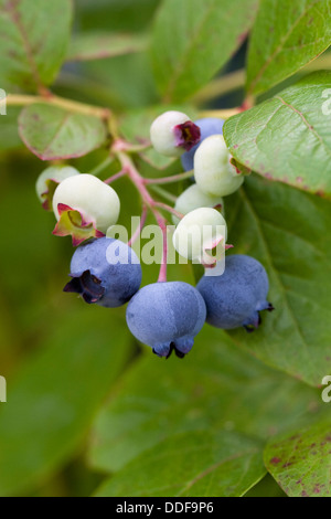 Vaccinium corymbosum. Blueberries ripening on the bush. Stock Photo