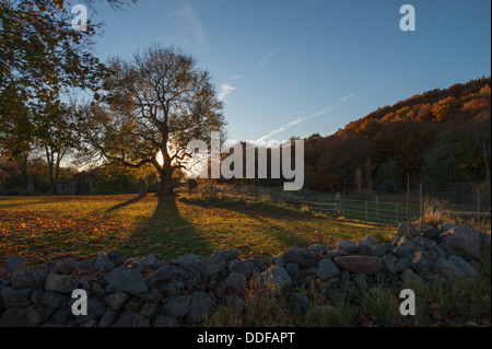 Old oak tree at Omberg during autumn in Sweden Stock Photo