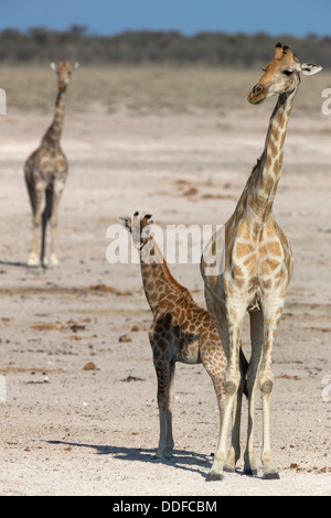 Giraffe (Giraffa camelopardalis) with young, Etosha national park, Namibia, June 2013 Stock Photo