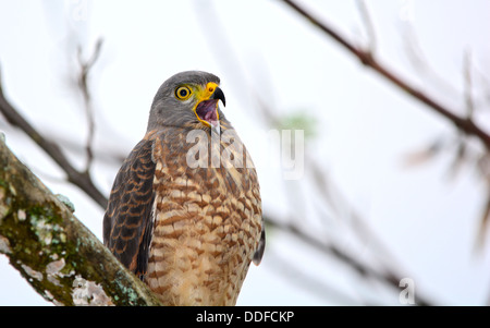 Roadside Hawk (Buteo magnirostris) perched on a tree branch with his beak open whistling Stock Photo