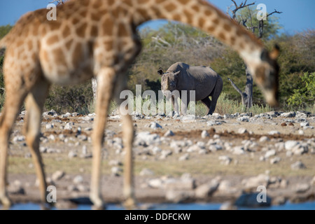 Black rhino (Diceros bicornis), with giraffe (Giraffe camelopardalis) at waterhole in Etosha National Park, Namibia, May 2013 Stock Photo