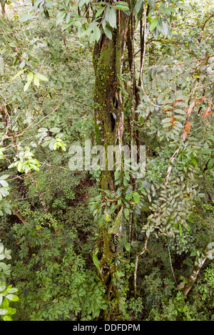 View of a strangler fig tree in tropical rainforest in Ecuador, viewed from a high vantage point in a canopy tower Stock Photo