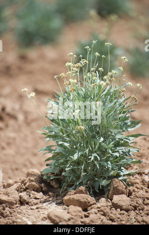 Guayule, rubber plant in the field , Maricopa Arizona Stock Photo
