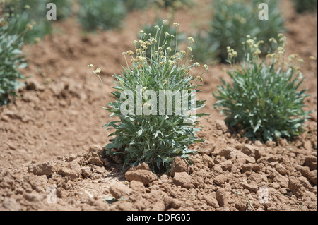 Guayule, rubber plant in the field , Maricopa Arizona Stock Photo