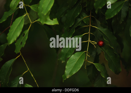 Sandalwood leaves and fruit Stock Photo