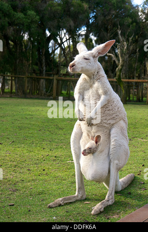 Female albino kangaroo with her joey in her pouch Stock Photo