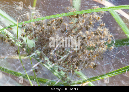 Raft spider nest Stock Photo