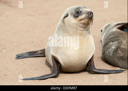 Cape Seal (Arctocephalus pusillus) portrait, Cape Cross, Namibia Stock Photo