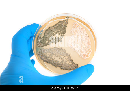 genetically modified fungi on agar plate in laboratory Stock Photo