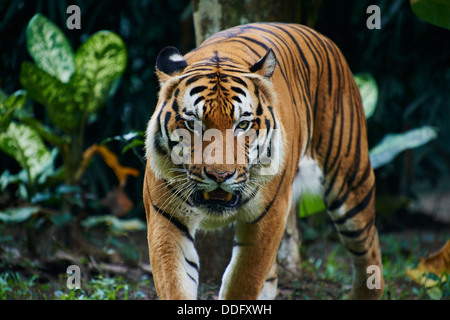 Malaysia, Selangor state, Kuala Lumpur tiger at Negara Zoo Stock Photo