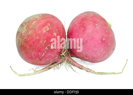 Two large radishes on a white background Stock Photo