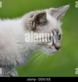 Closeup portrait of domestic cat Stock Photo - Alamy