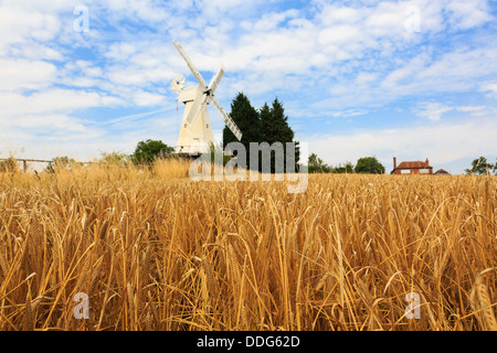 19C Kentish smock mill white wooden windmill beyond a field of ripe arable Barley crop ready for harvest in late summer. Woodchurch, Kent, England, UK Stock Photo